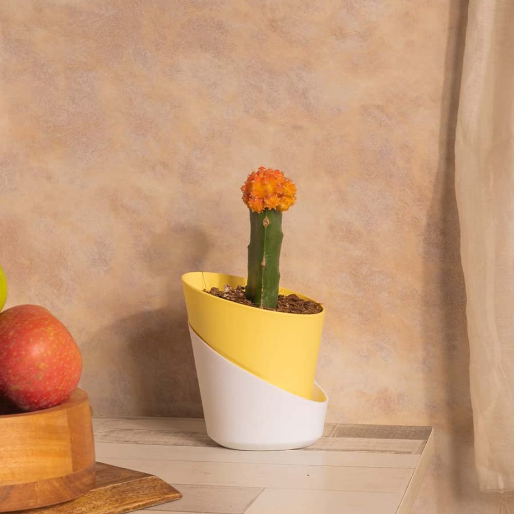 Aravalii Moon Cactus in in SELF Watering Planter (B0BCKSGKTQ) Amazon Price History, Amazon Price Tracker
