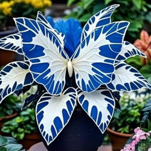 1200 peças Plantação interior e exterior hosta rara semear orelha de elefante resistente / orelha de elefante rara/perene resistente/folhas grandes (C)