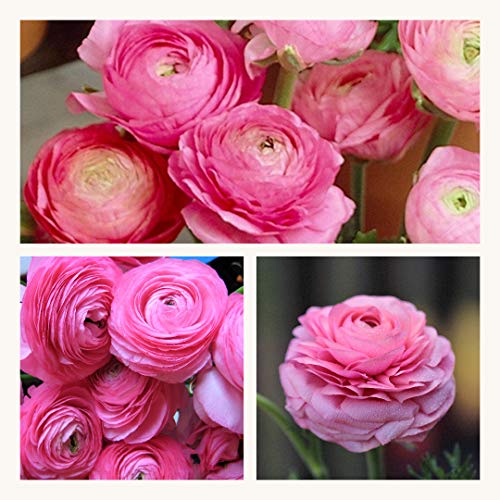 Ranunculus Pink Flower Corms/Bulbs. Hardy Colourful Flowers. (10)