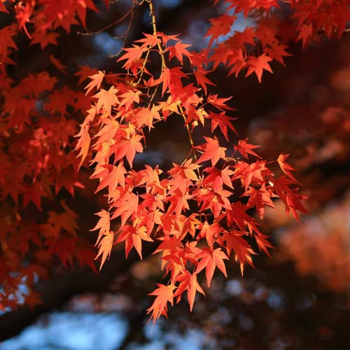 300+ Bonsai Tree Seeds – 10 Popular Varieties Of Non Gmo Heirloom Bonsai Seeds Blue Spruce, Boxwood, Dawn Redwood, Flame Tree, Judas Tree, Acacia, Wisteria, Cherry, Red Maple, Black Pine #TOP5