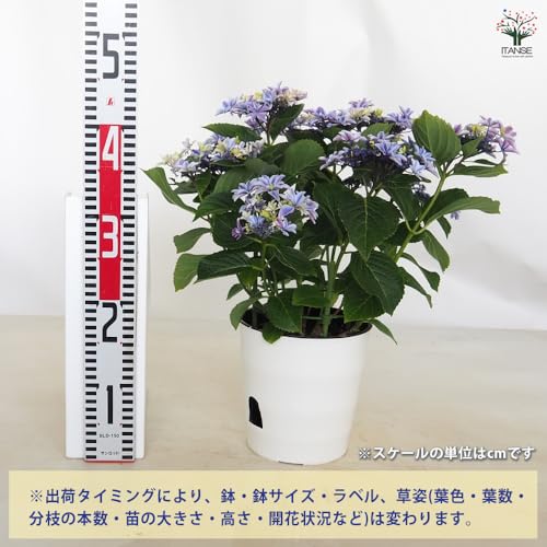 ハイドランジア　リシアンサス Hydrangea macrophylla f. normalis 'Sumida no Hanabi'