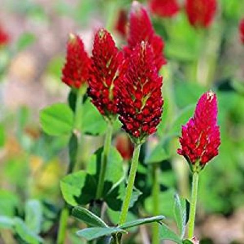Green Manure Seeds, Crimson Clover 1kg
