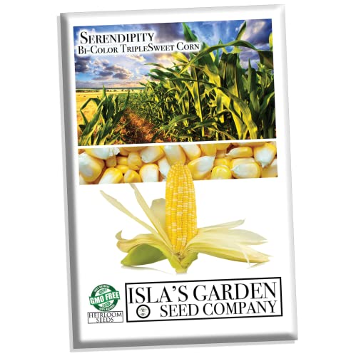 "Serendipity" Bi-Color Triplesweet Corn, 75 Seeds Per Packet, (Isla's Garden Seeds), Non Gmo Seeds, Botanical Name: Zea Mays, Great Home Garden Gift #TOP20