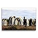 Produktbild CALVENDO Premium Textil-Leinwand 75 x 50 cm Quer-Format Königspinguine, Patagonien, Feuerland, Chile, Leinwanddruck von Ute Köhler