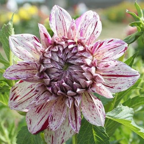 Ｄahlia☆ Dahlia Tubers (Decorative) - Rip City | Dahlia Bulbs | Eden