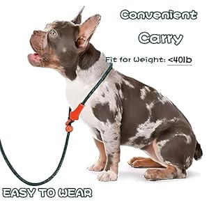 Slip Lead Dog Leash Dog Leash for Small Medium Large Dogs 6ft No Pull Dog Leash 8 Colors Classic Dog Leash Dog Rope deep Green  Cucciolini Doodles Slip lead dog leash dog leash for small medium large dogs 6ft no pull dog leash 8 colors classic dog leash dog rope deep green   cucciolini doodles