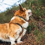 Non-Stop Dogwear Trail Quest Halsband Rachel Pohl Edition, Blaugrün/Eiche, L