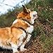 Non-Stop Dogwear Trail Quest Halsband Rachel Pohl Edition, Blaugrün/Eiche, L