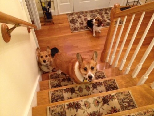 Nozes Quartilhos (Granel 200g)