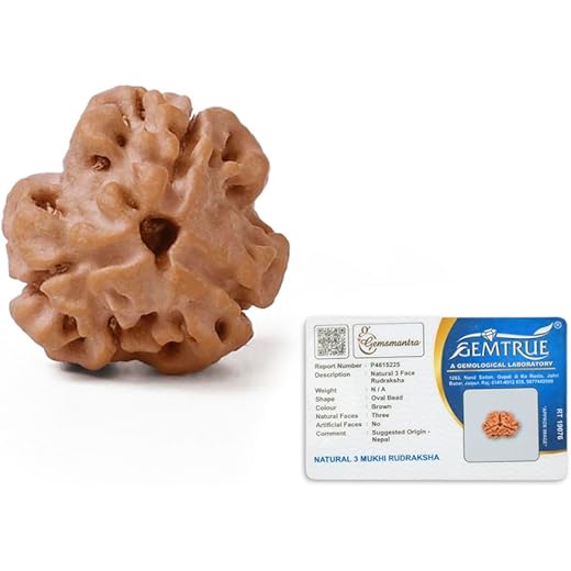 3 Mukhi Rudraksha Bead Regular Size