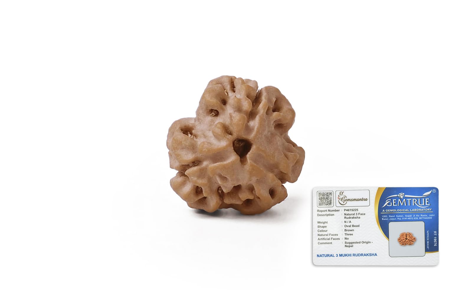 Gemsmantra 3 Mukhi Rudraksha Bead Without Silver Pendant | Regular Size Original Nepali | Natural and Lab Certified | Enhances Emotional Healing, Spiritual Growth & Confidence For Men & Women