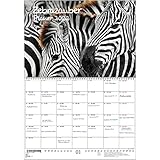 zebracinema agenda Impresión digital sobre papel mín. 250 g/m² con soporte de cartón