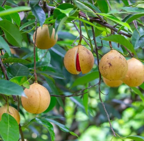 Fresh 100pcs Green Nutmeg Tree Seeds