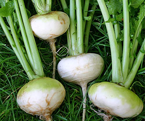 BIO-Gemüsesamen Mairübe Weiß Portion