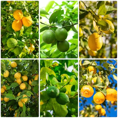 35 piezas Semillas resistentes de limonero - limon cítrico - plantas resistentes, plantas de balcón Suculentas plantas en macetas resistentes y resistentes árboles frutales columnares,