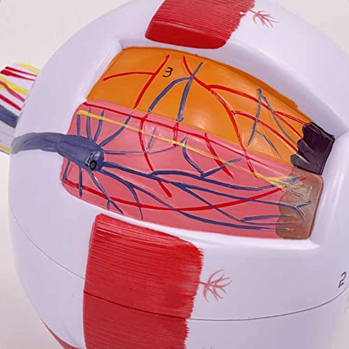 Modèle d'œil 3D pour comprendre la structure de la boule oculaire simplement - 5