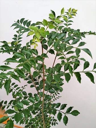 【セット割‼️高さ100㎝前後❗️】シマトネリコ 株立ち 10本立ち以上　2本セット セット割‼️高さ100㎝前後❗️】シマトネリコ 株立ち 10本立ち以上 2本