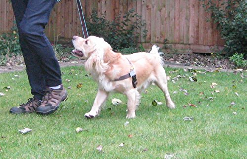 Walk Your Dog With Love Arnés para Perros con Peso de Entre 11 y 29 kg, tamaño de Cintura: 53-81 cm, Color marrón