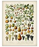 Fruits Botanical in French Art Print - 11x14 Unframed Art Print - Great Wall Decor for Your Kitchen