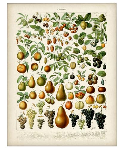 Fruits Botanical Illustration 11x14 Unframed Print – Vintage French Chart Reproduction, Antique Style Wall Art for Kitchen, Dining Room, Classroom, or Study, Rustic Farmhouse Food and Garden Décor