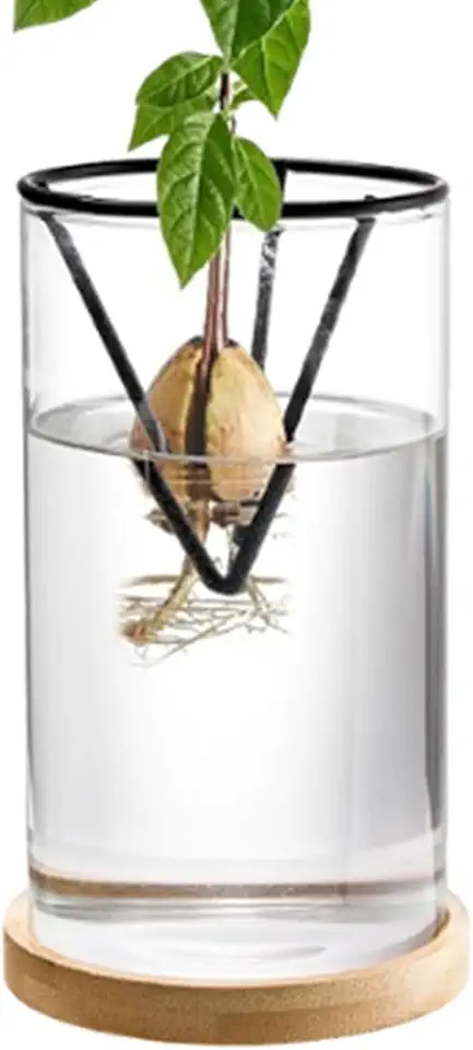 Avokadoträd odlingskit med glas och träbas