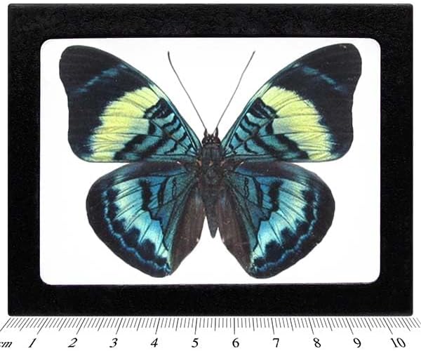 BicBugs Panacea prola Real Framed Butterfly Blue Green Peru