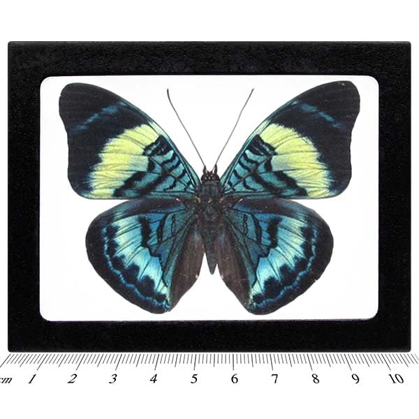BicBugs Panacea prola Real Framed Butterfly Blue Green Peru