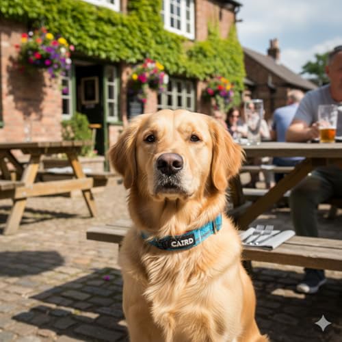 Collier chien nylon durable CAIRD taille M réglable contre les fuites turquoise - 3