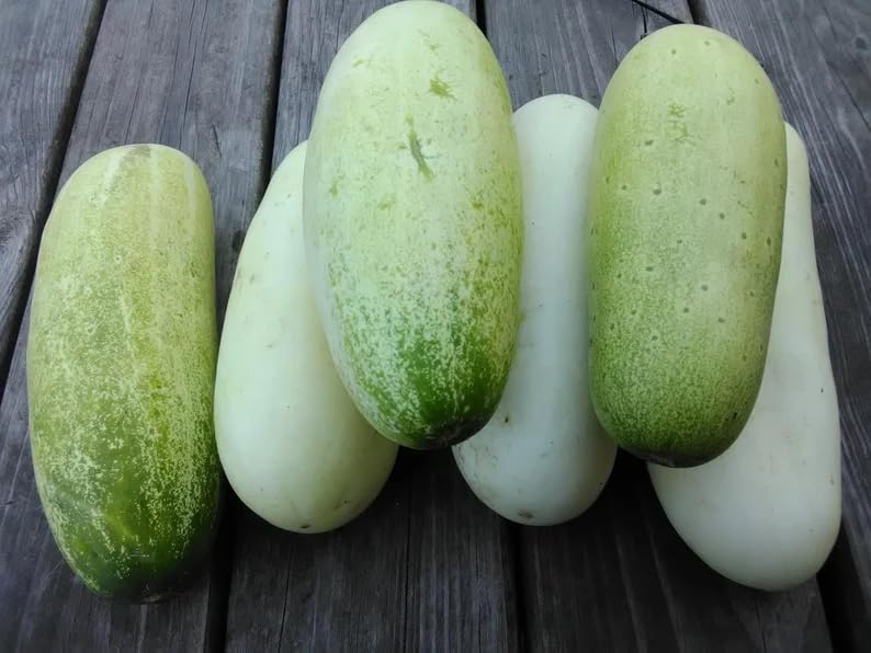 40 Organic DIB Hmoob Hmong Cucumber Seeds