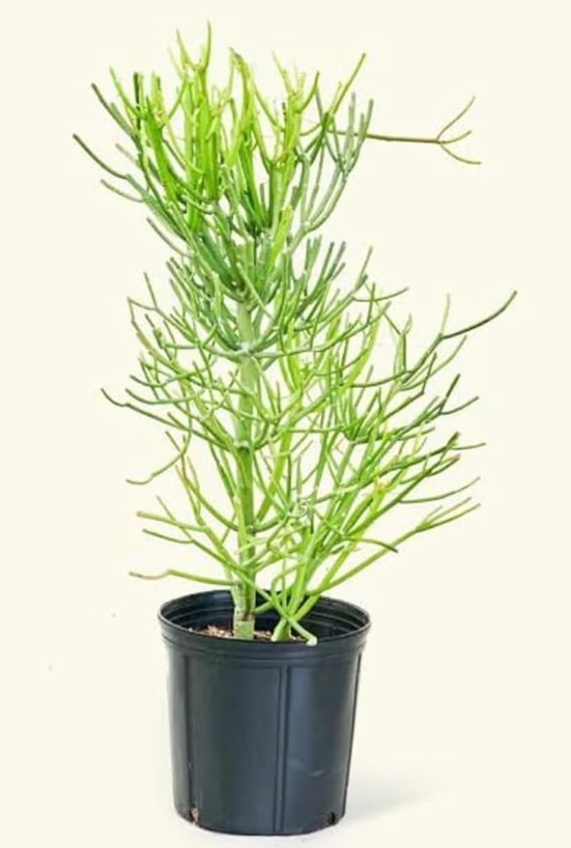 Kalkiplantation Pencil Cactus Plant Euphorbia Tirucalli Milk bush Decorative Succulent for Home Office Balcony garden Air Purifying Indoor Plant (Pack of 1 Plant)-image-3