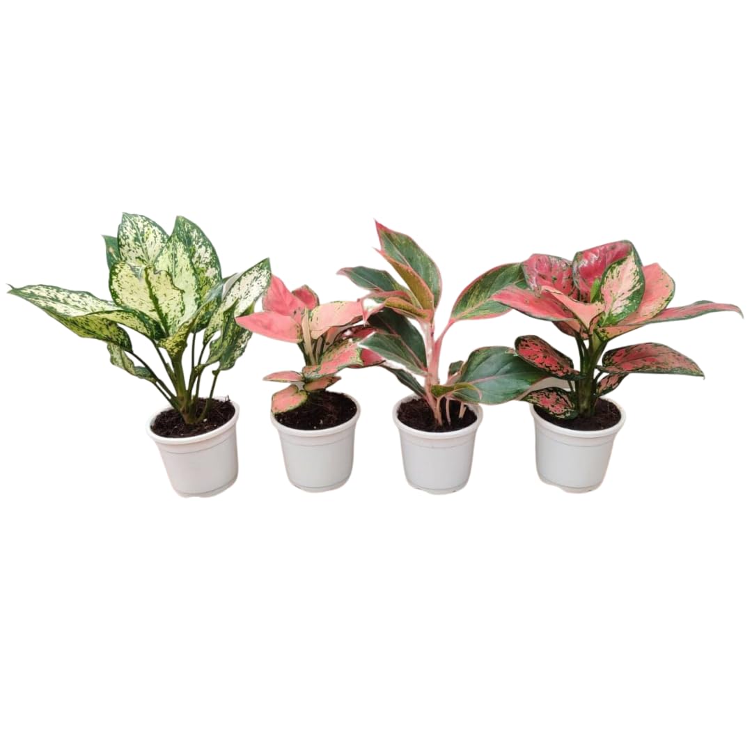 CAPPL Elegant Aglaonema Plants Combo - 4 Varieties in Nursery Pots - 20-25 cm Height (B0BCWMZ3P3) Amazon Price History, Amazon Price Tracker