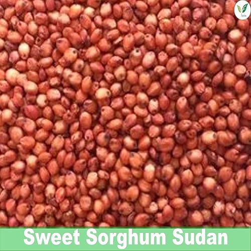 Image of lagrifarm Sorghum Sudan Grass Seeds - 3 Kg - Multi Cut Fodder Seeds for Forage, Hay, Pasture, Silage