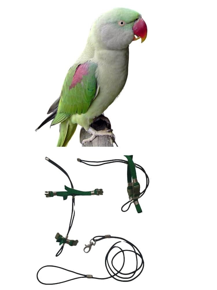 Arnés de paseo para loros de todas las razas con cinta de 10mm ajustable ideal para entrenar