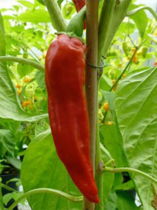 Samen 'Hegyes Erös' – Alte Ungarische Scharfe Paprika (Capsicum Annuum) | Ca. 10 Samenfeste Samen | Schoten Grün Oder Rot Erntbar
