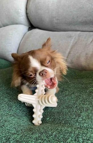 Biobone Mordedor Natural Pequeno Asterisco para Cães feito com Bagaço de Cana - Zero Plástico