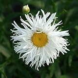 Eden Brothers Daisy Seeds (Shasta) - Crazy Daisy