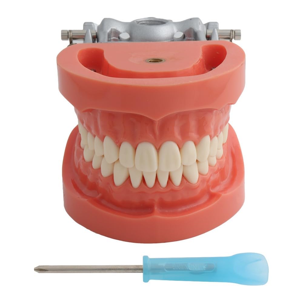 Model dentystyczny Typodont z metalowym wspornikiem 28 zdejmowanych zębów model odpowiedni z małym śrubokrętem do nauki dydaktycznej