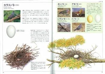 Amazon.co.jp: 決定版 日本の野鳥「巣と卵」図鑑 : 銀次郎