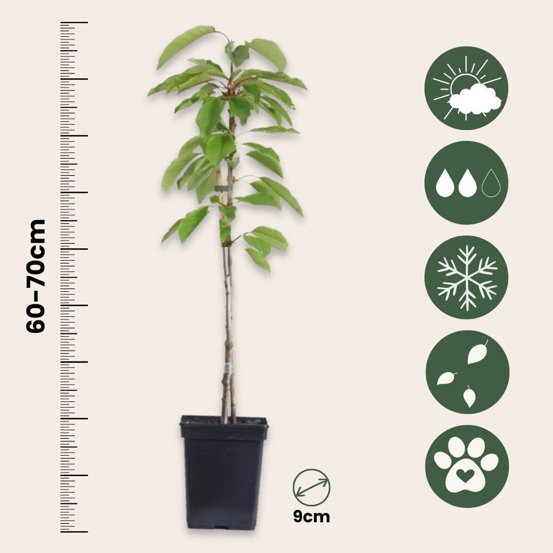 Plant in a Box - Alberi da frutto - Set di 4 - Melo, Ciliegio, Pero e Susino - Altezza 60-70cm - Vaso 9cm - Piante resistenti al freddo per giardino, terrazzo e balcone