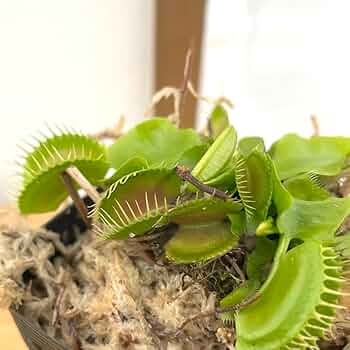 とも　ハエトリソウ　ガガイモ 暑い日が続きますね…。 森きららの観賞温室では、食虫植物