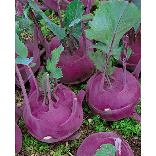 Golden Hills Farm purple kohlrabi vegetable 500+ seeds (B09L2XKF97) Amazon Price History, Amazon Price Tracker