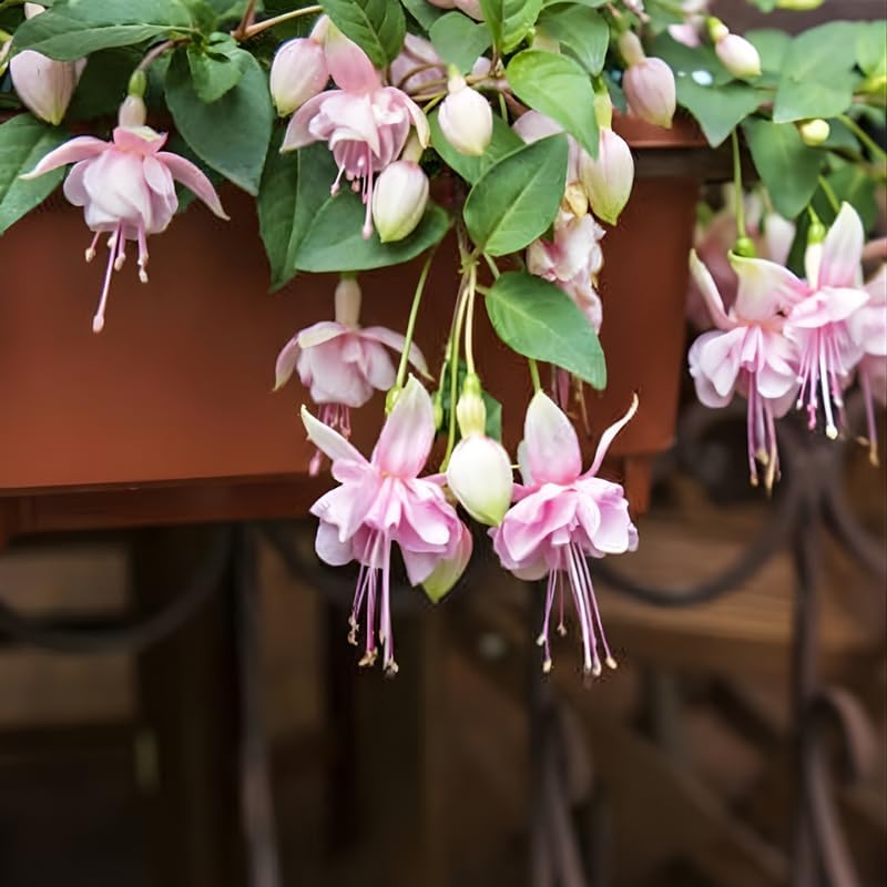 Fuchsia Plants Live, Double Pink Fuchsia, 6-12 Inch Tall, Southgate Variety, Trailing Flowering Plant, Fast Growing, Ideal for Hanging Baskets