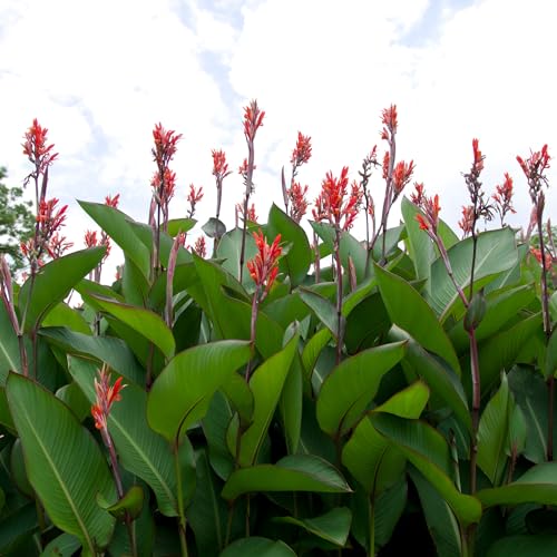Grande Red Stripe Canna Lily Bulb Giant Green Leaves with Red Striping Tropical Privacy Screen Zones 39 68 Ft Tall Summer Rhizome 1 Bulb