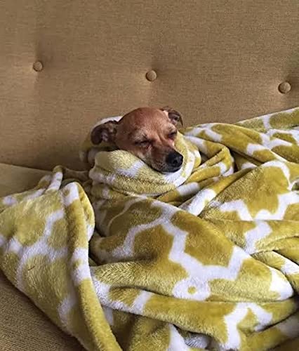 Bezzilish Home Premium Dog/Cat Blanket, Soft and Warm Pet Throw for Dogs & Cats Double ply for All Season 50 X 80 inches Multicolor - (Pack of 1) (B09NQDRMR9) Amazon Price History, Amazon Price Tracker