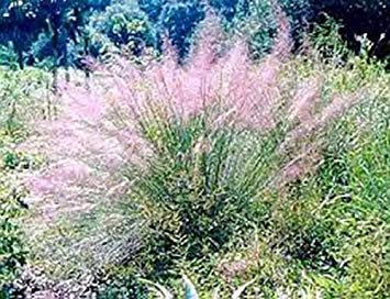 vegherb Ornamental de...