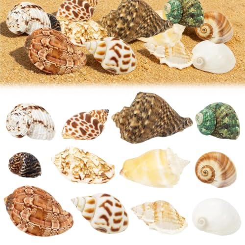 DINGFENG 12 Conchas Cangrejo Hermitaño Marinas Naturales Tamaño 4-8 Ideal
