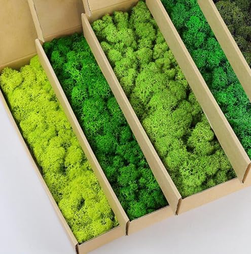 prefleur 5 Color Mix Pack Preserved Reindeer Moss Natural Green DIY Kit Gardenning Art Wall Decor Florist Decor (1 lb)(Green-01 Green-02 Green-03 Green-04 Green-06)