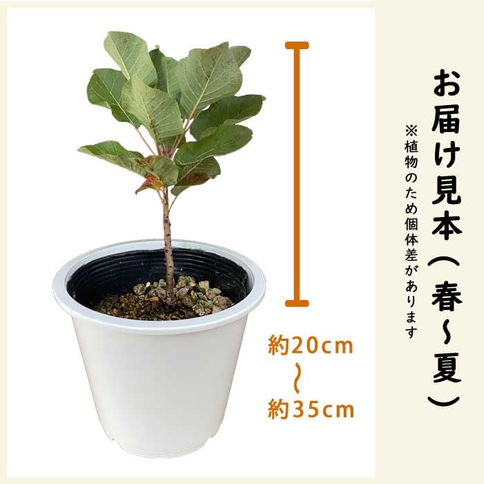 Amazon.co.jp: スモークツリー 苗木 グリーンボール 13.5～15cmポット