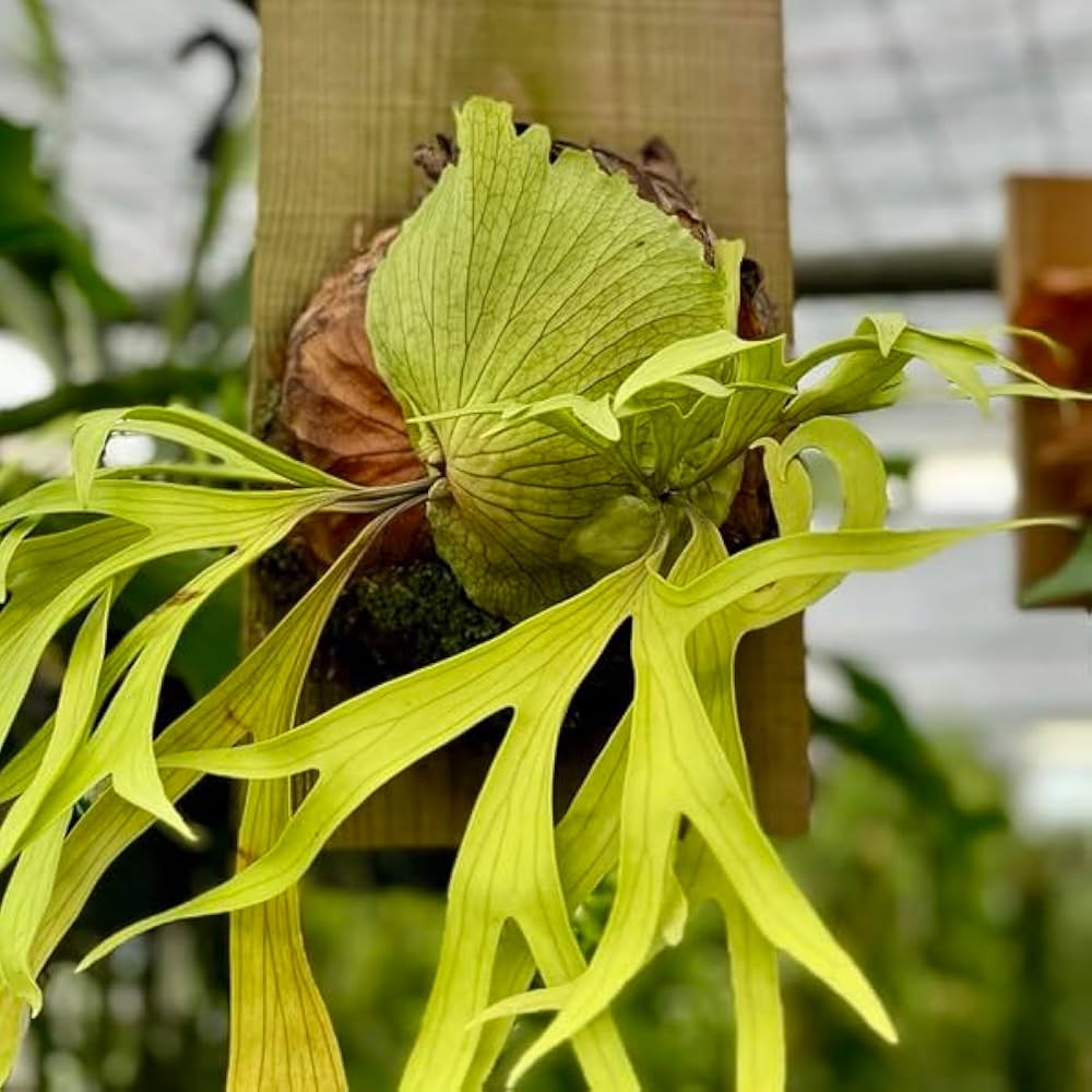 板付　観葉植物♪ 親株サイズの完成株♫〖ビカクシダ・コロナリウム〗 Amazon｜おしゃれ 観葉植物：ビカクシダ コウモリラン