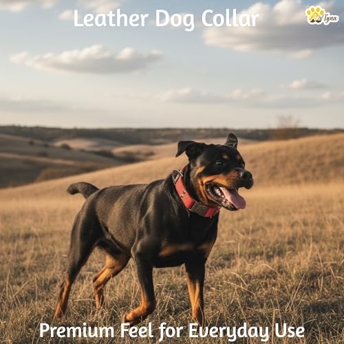 Image of ADITYNA Leather Dog Collar for Large & Extra Large Dogs, Adjustable 19-30 inch | Padded, heavy-duty metal buckle. Great for walking, training - ideal for Rottweiler, German Shepherd, Golden Retriever.